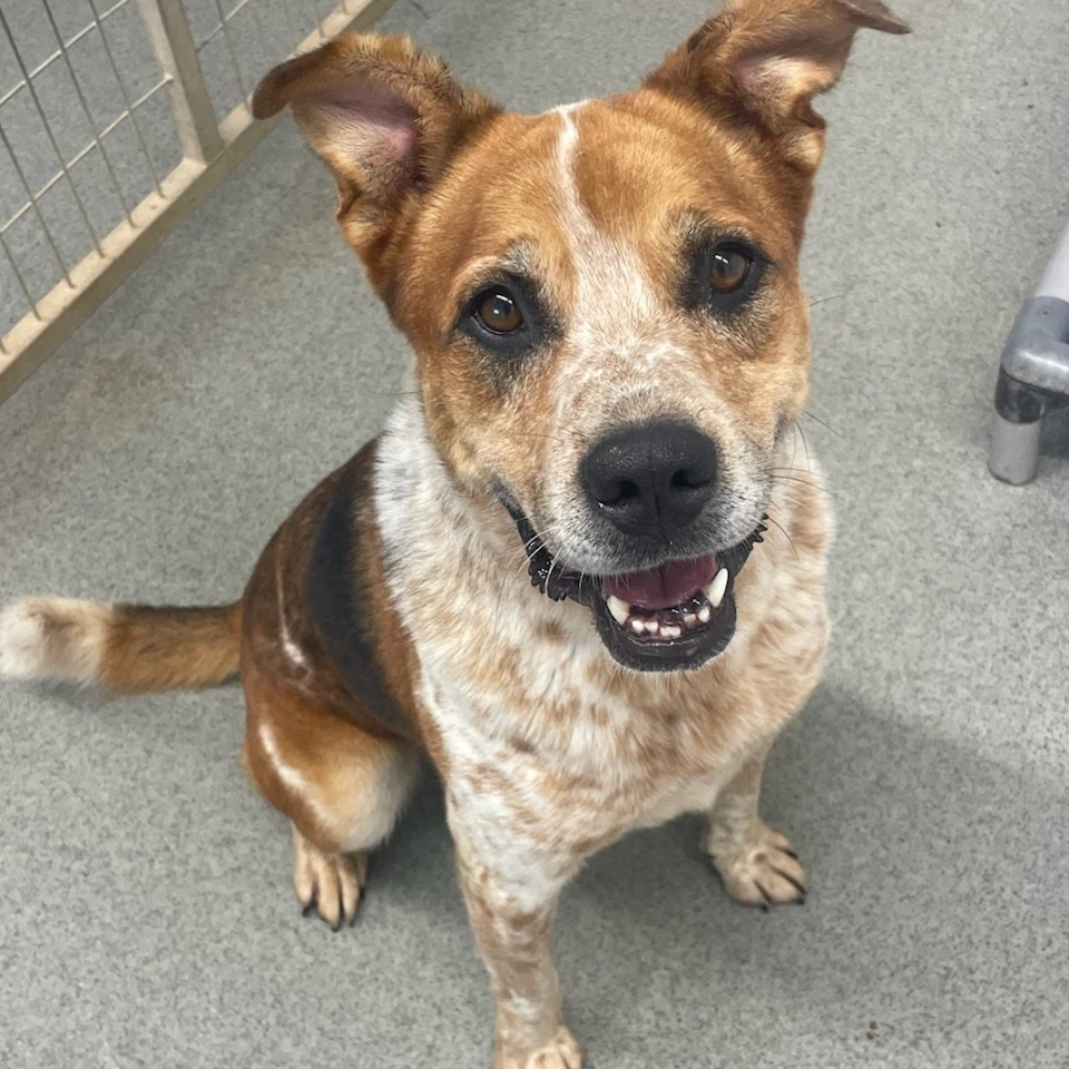 Leo, an adoptable Cattle Dog, Labrador Retriever in Kingman, KS, 67068 | Photo Image 1