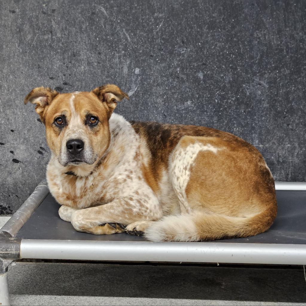 Leo, an adoptable Cattle Dog, Labrador Retriever in Kingman, KS, 67068 | Photo Image 2
