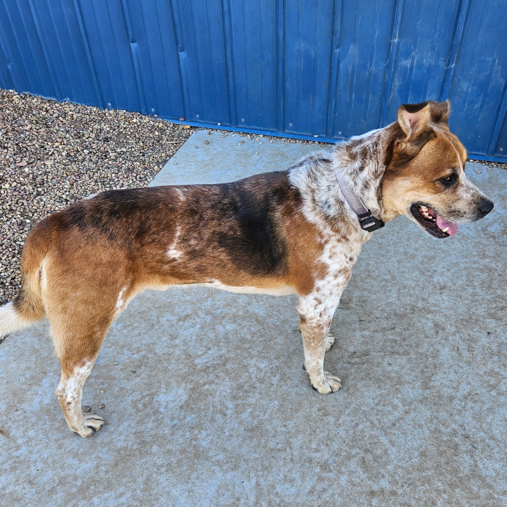 Leo, an adoptable Cattle Dog, Labrador Retriever in Kingman, KS, 67068 | Photo Image 3