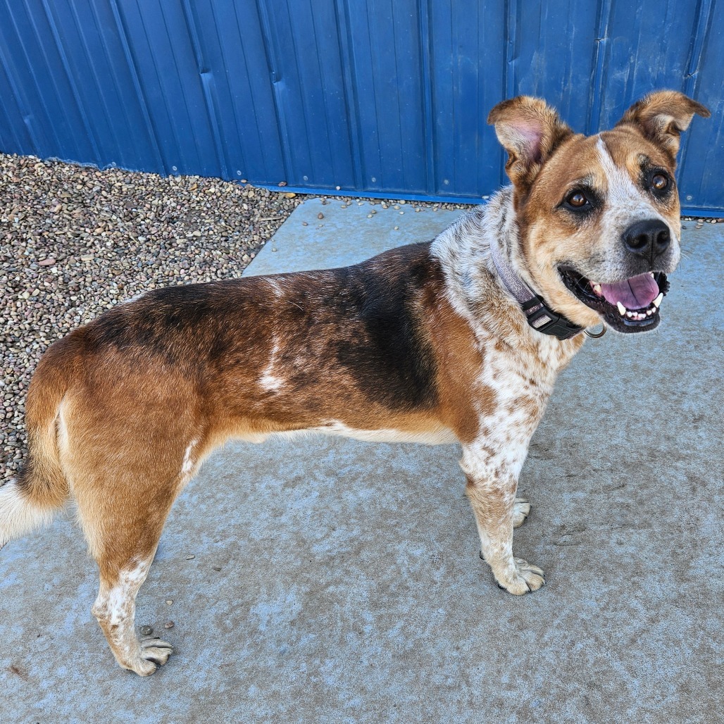 Leo, an adoptable Cattle Dog, Labrador Retriever in Kingman, KS, 67068 | Photo Image 4