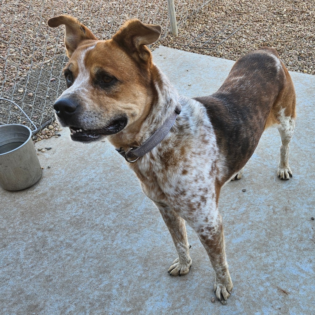 Leo, an adoptable Cattle Dog, Labrador Retriever in Kingman, KS, 67068 | Photo Image 5