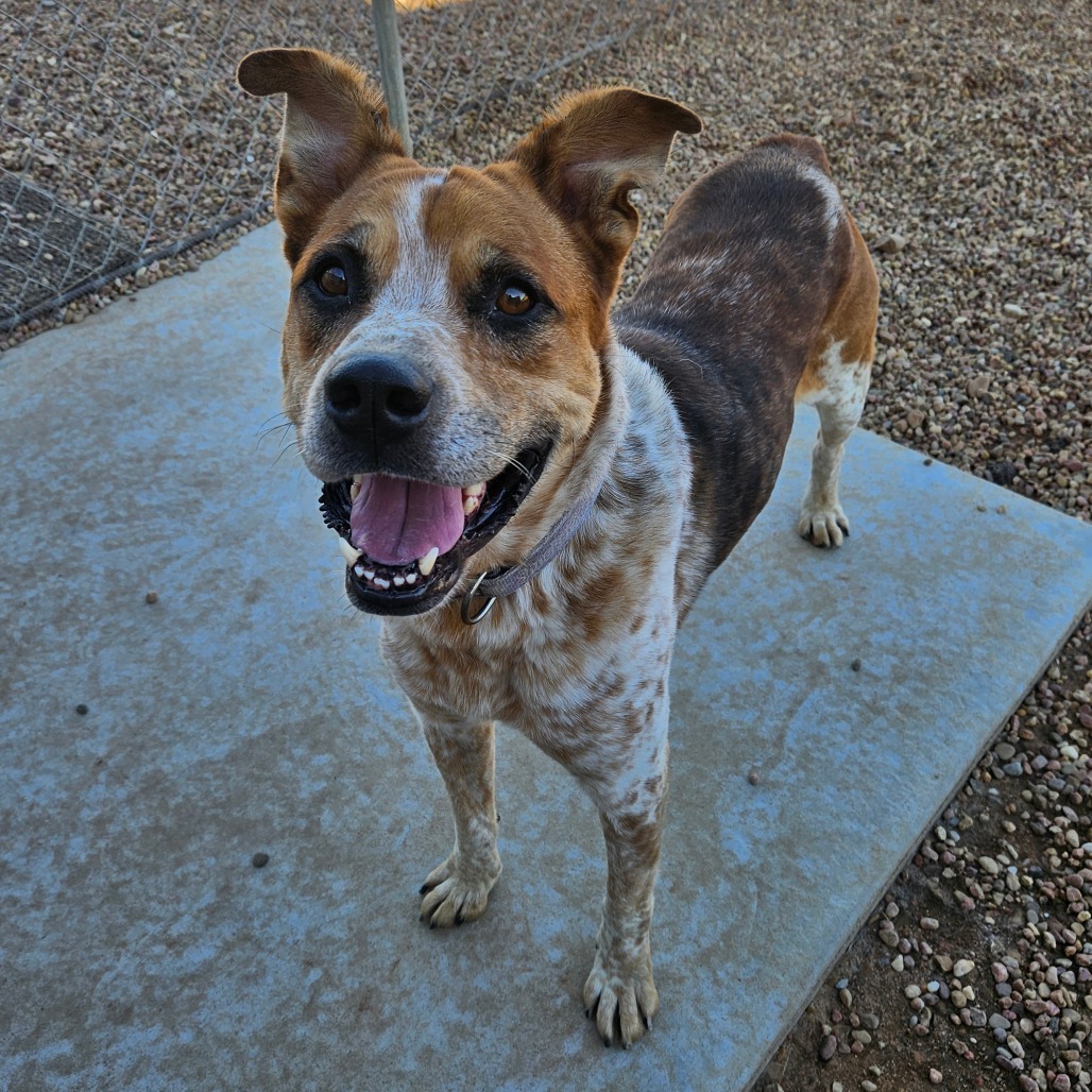Leo, an adoptable Cattle Dog, Labrador Retriever in Kingman, KS, 67068 | Photo Image 6