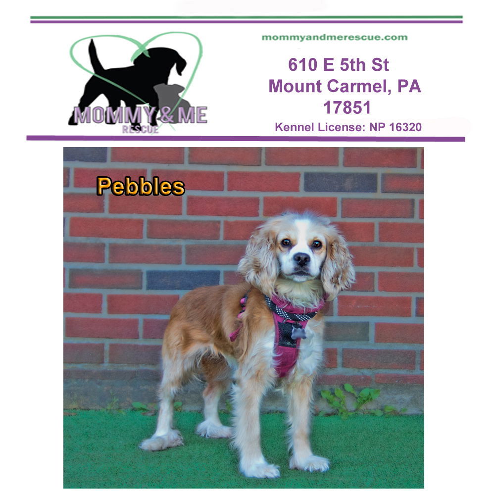 Pebbles, an adoptable Cockapoo in Mt Carmel, PA, 17851 | Photo Image 1