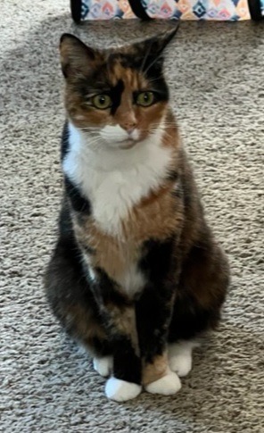 Tawny, an adoptable Calico in Gold Beach, OR, 97444 | Photo Image 1