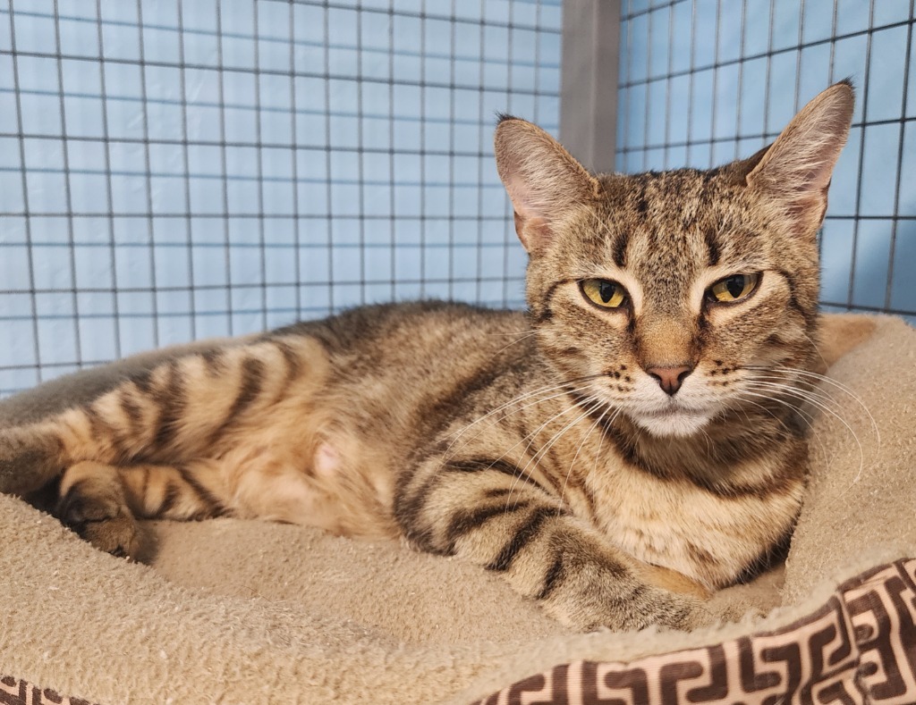 Flores, an adoptable Domestic Short Hair in Gold Beach, OR, 97444 | Photo Image 1