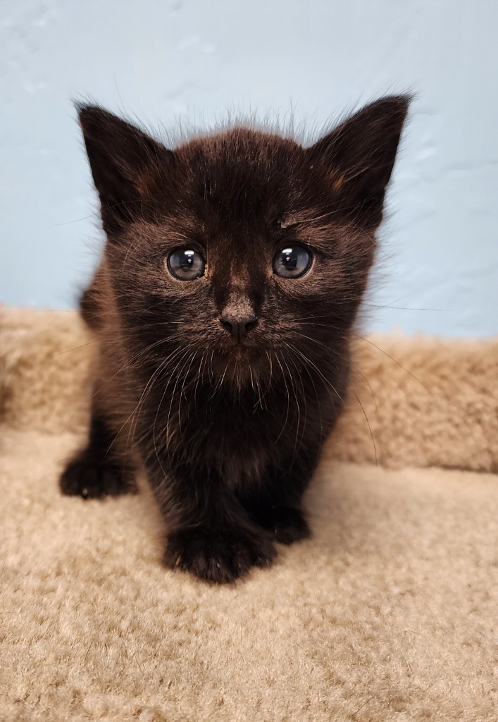 Oak, an adoptable Domestic Short Hair in Gold Beach, OR, 97444 | Photo Image 1