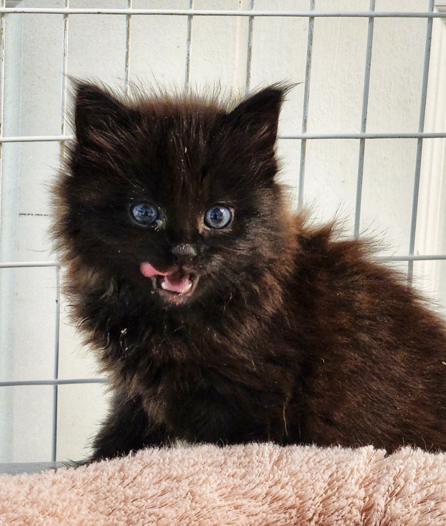 Juniper, an adoptable Domestic Short Hair in Gold Beach, OR, 97444 | Photo Image 1