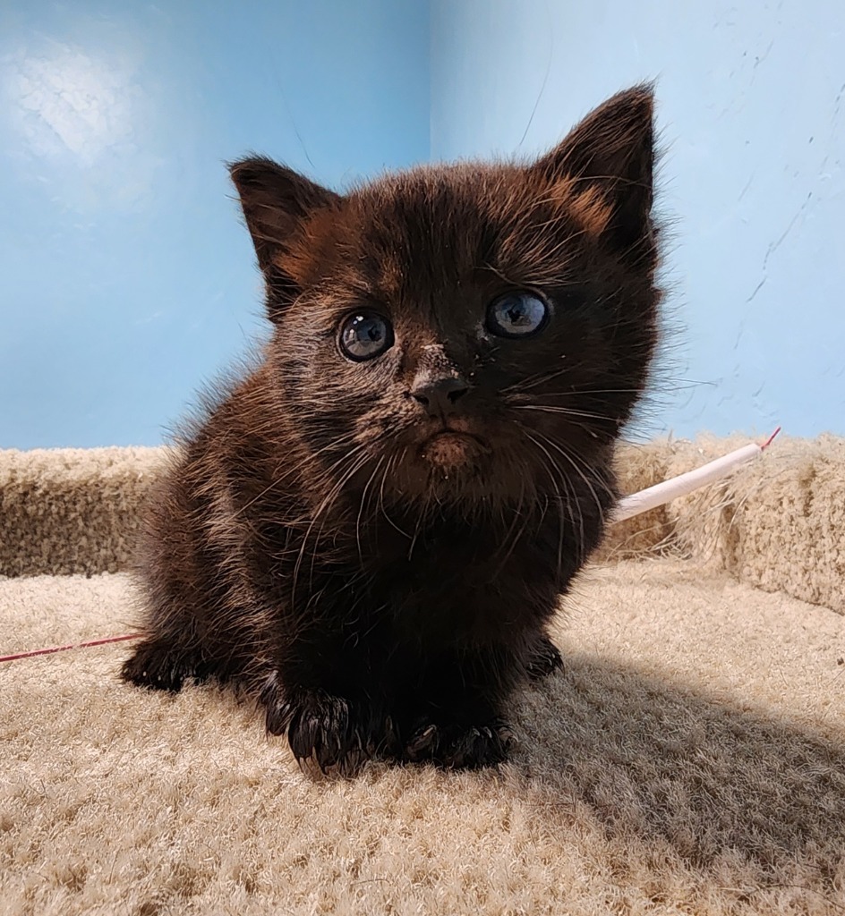 Hickory, an adoptable Domestic Short Hair in Gold Beach, OR, 97444 | Photo Image 1