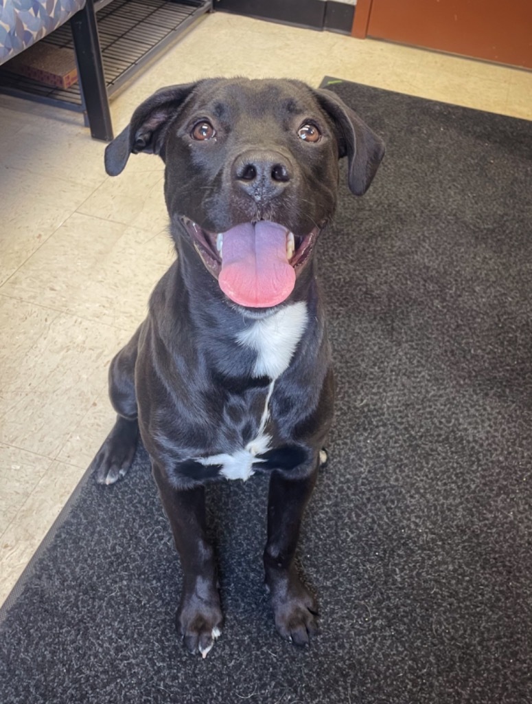 Grimm, an adoptable Pit Bull Terrier, Labrador Retriever in Rock Springs, WY, 82901 | Photo Image 1