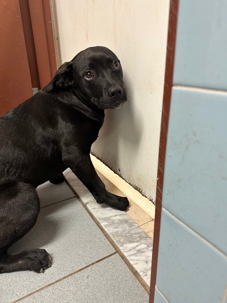 Grimm, an adoptable Pit Bull Terrier, Labrador Retriever in Rock Springs, WY, 82901 | Photo Image 2