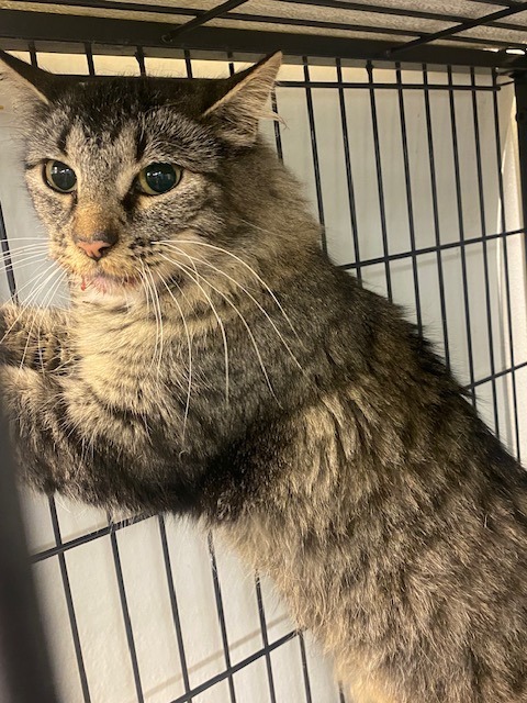 Gamora, an adoptable Domestic Short Hair in Rock Springs, WY, 82901 | Photo Image 2