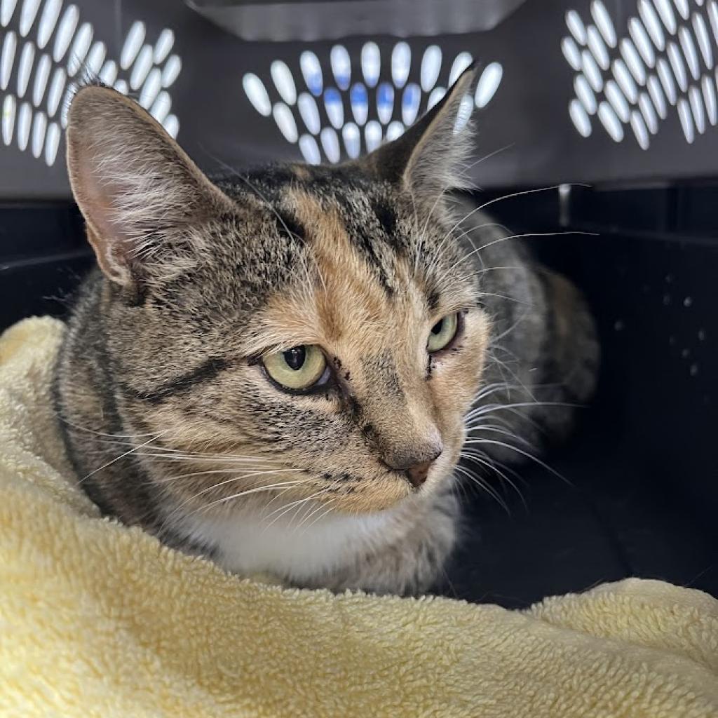Dahlia, an adoptable Domestic Short Hair in Valdosta , GA, 31601 | Photo Image 1