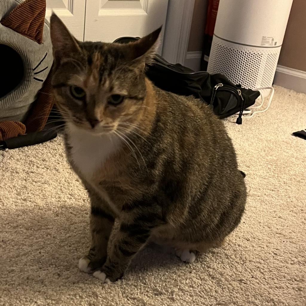Dahlia, an adoptable Domestic Short Hair in Valdosta , GA, 31601 | Photo Image 2