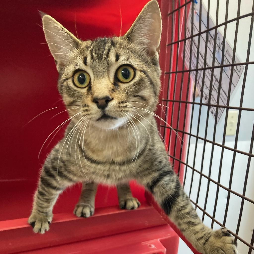 Monkey, an adoptable Domestic Short Hair in North Battleford, SK, S9A 2M7 | Photo Image 1