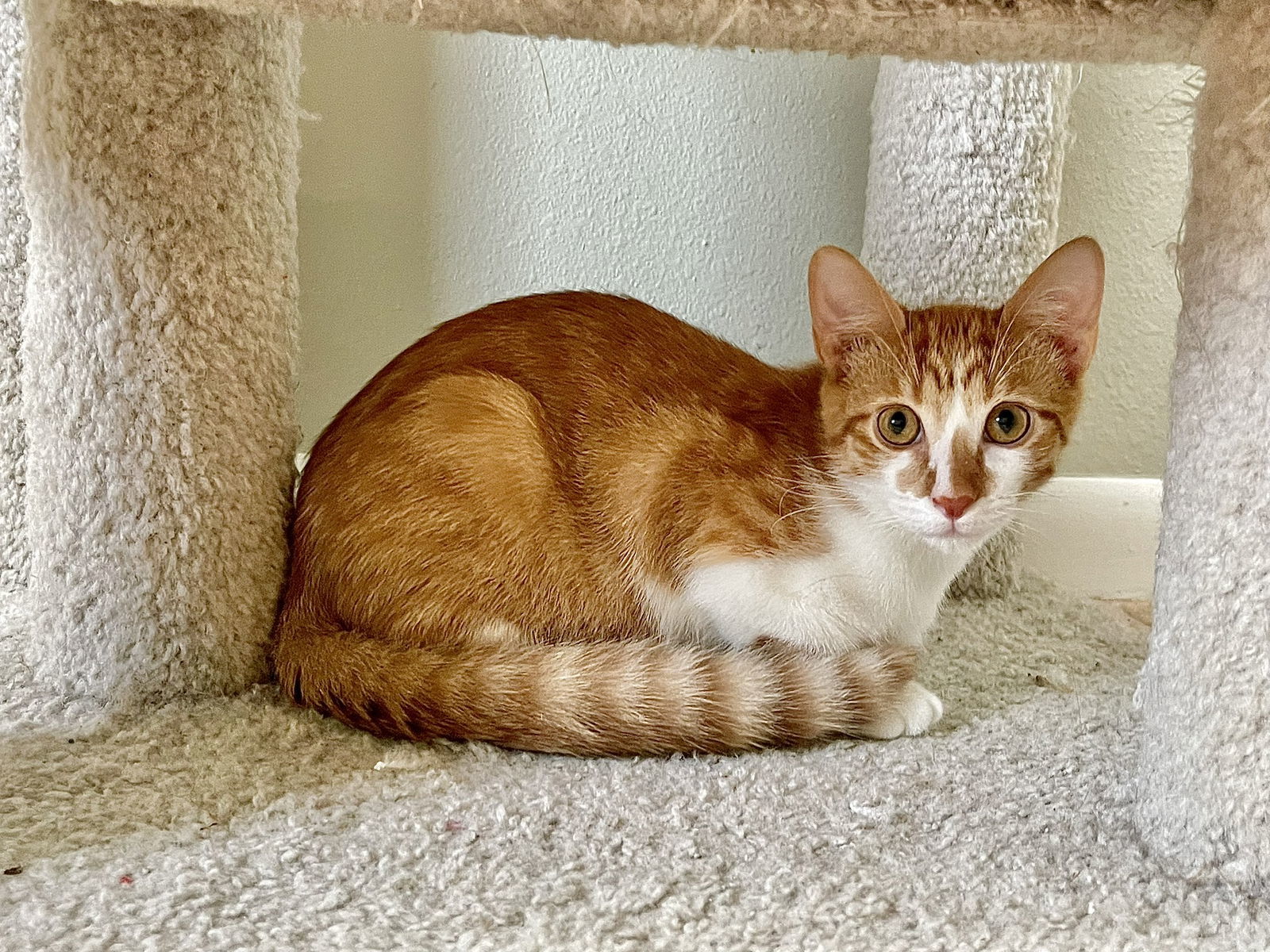 Terracotta, an adoptable Domestic Short Hair, Tabby in Texarkana, TX, 75503 | Photo Image 1