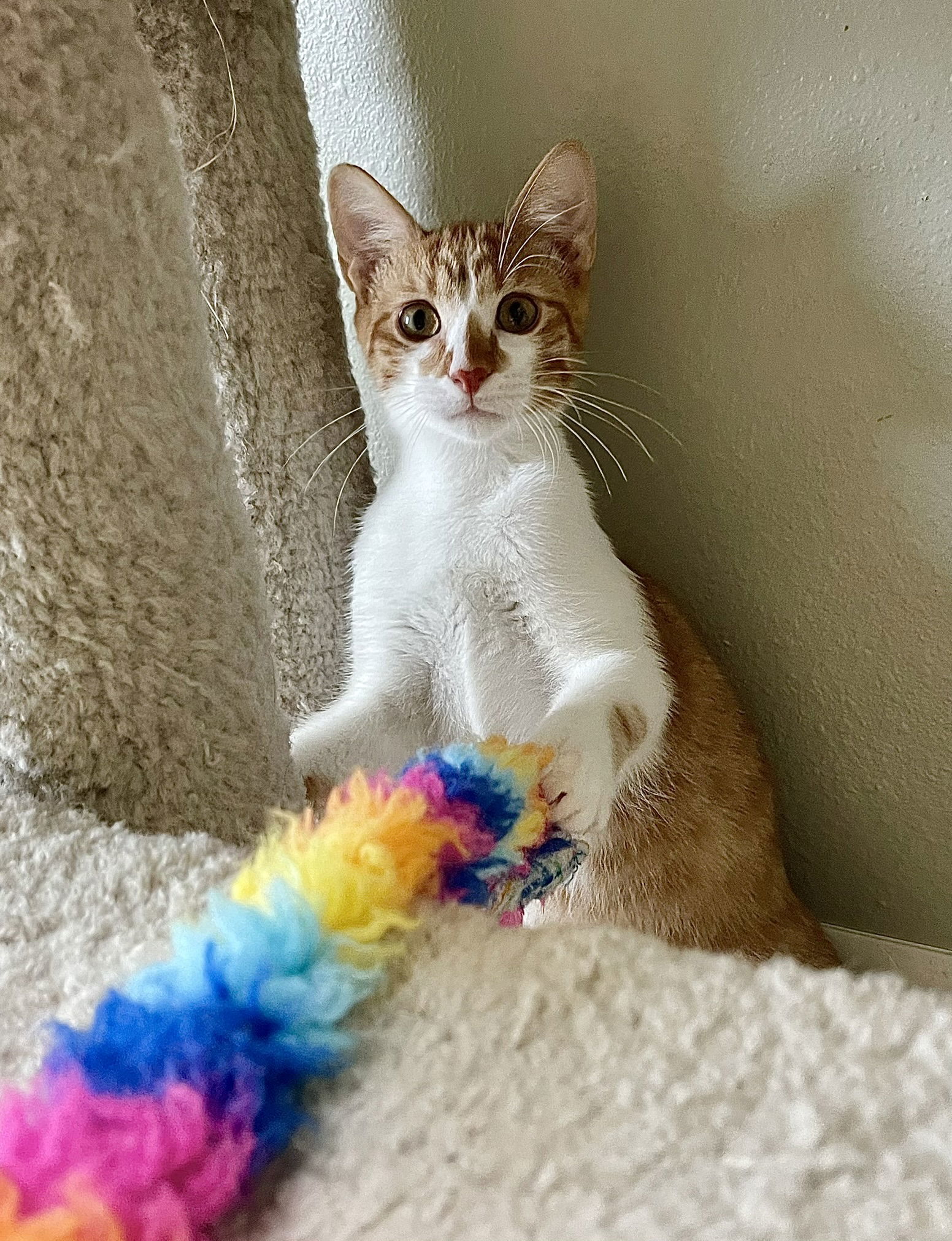 Terracotta, an adoptable Domestic Short Hair, Tabby in Texarkana, TX, 75503 | Photo Image 2