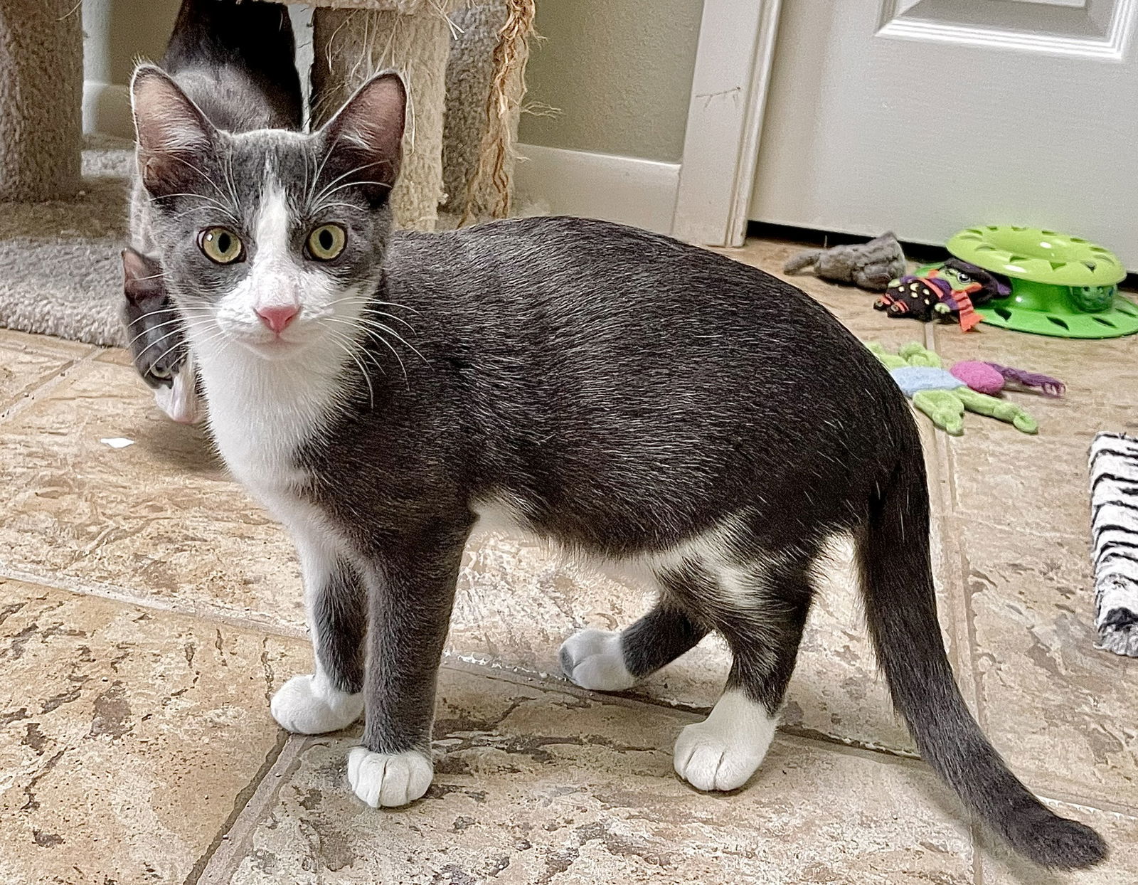 Emile, an adoptable Domestic Short Hair, Russian Blue in Texarkana, TX, 75503 | Photo Image 2