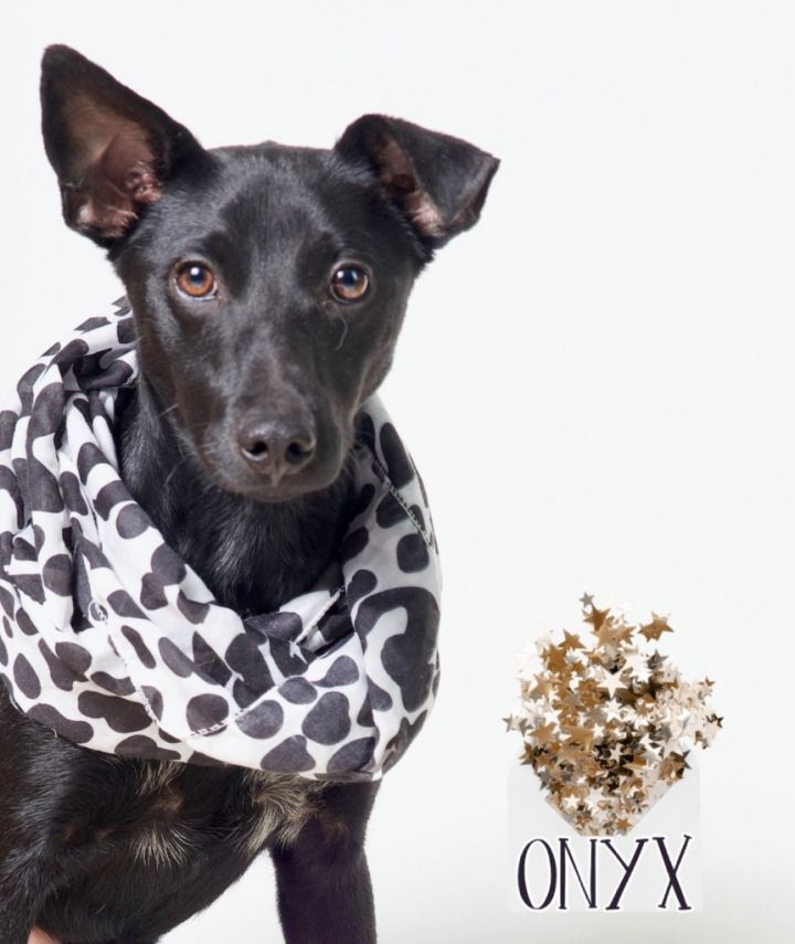 Onyx 1