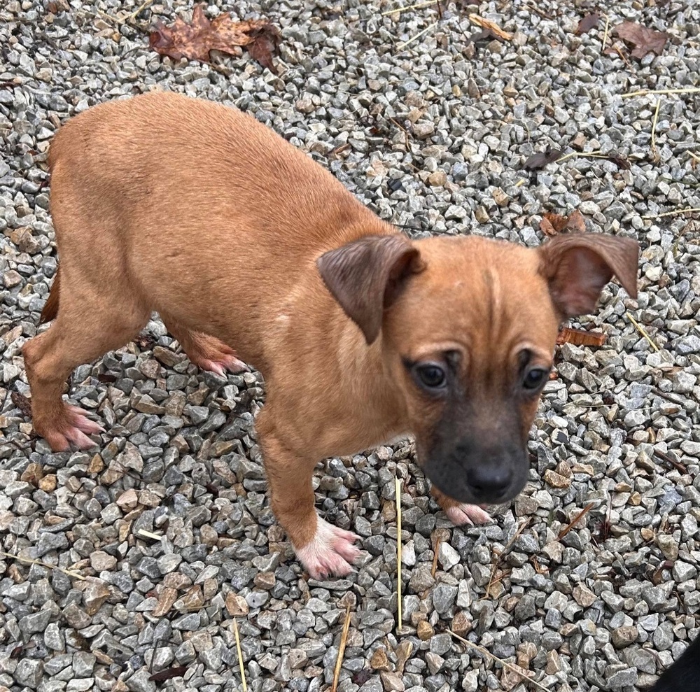 Ghost : Molly, an adoptable Jack Russell Terrier, Feist in Aurora, IN, 47001 | Photo Image 3