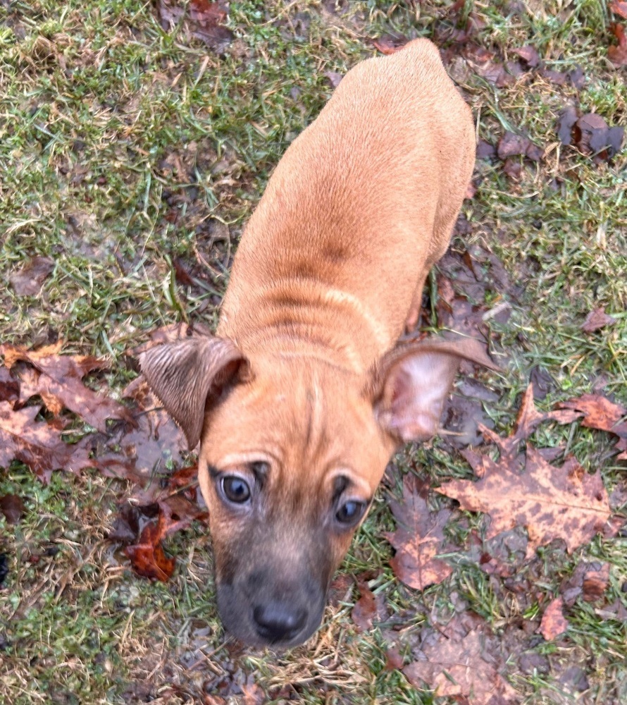 Ghost : Molly, an adoptable Jack Russell Terrier, Feist in Aurora, IN, 47001 | Photo Image 4