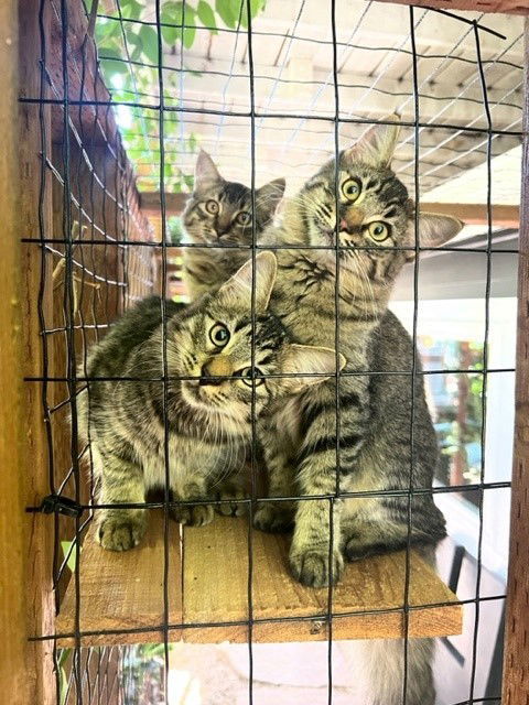 Jinx & Binx, an adoptable Siberian, Tabby in Walnut Creek, CA, 94596 | Photo Image 1