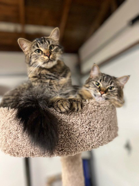 Jinx & Binx, an adoptable Siberian, Tabby in Walnut Creek, CA, 94596 | Photo Image 2