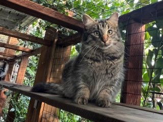 Jinx & Binx, an adoptable Siberian, Tabby in Walnut Creek, CA, 94596 | Photo Image 3