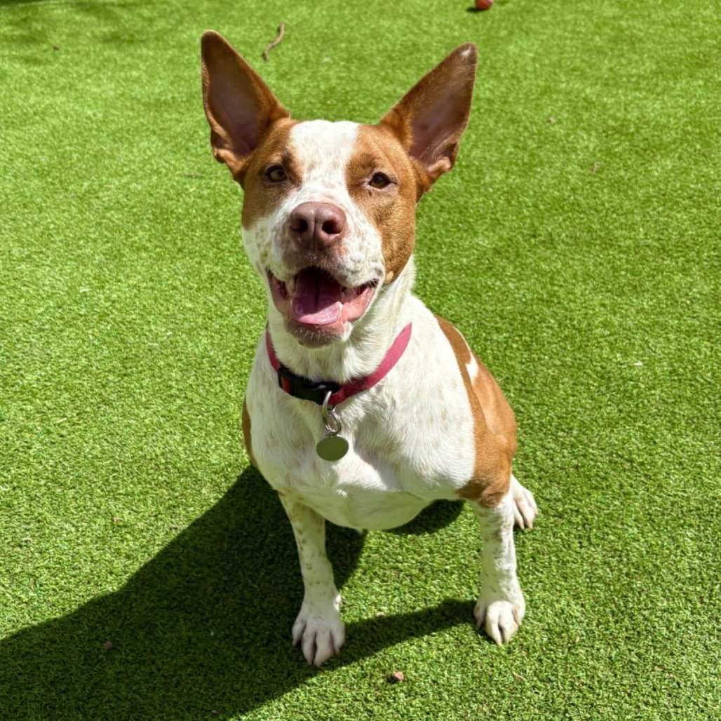 Doug - PAWS, an adoptable Cattle Dog in Las Cruces, NM, 88001 | Photo Image 1
