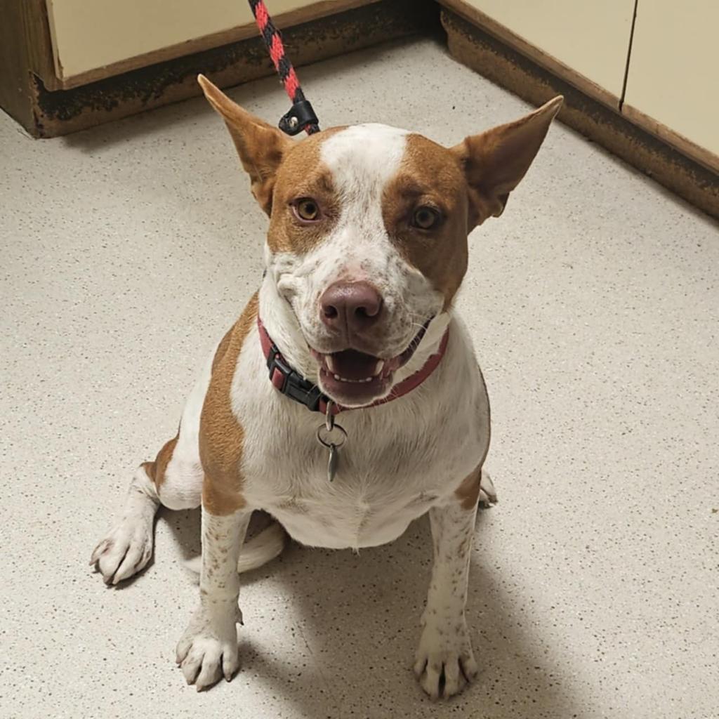Doug - PAWS, an adoptable Cattle Dog in Las Cruces, NM, 88001 | Photo Image 2