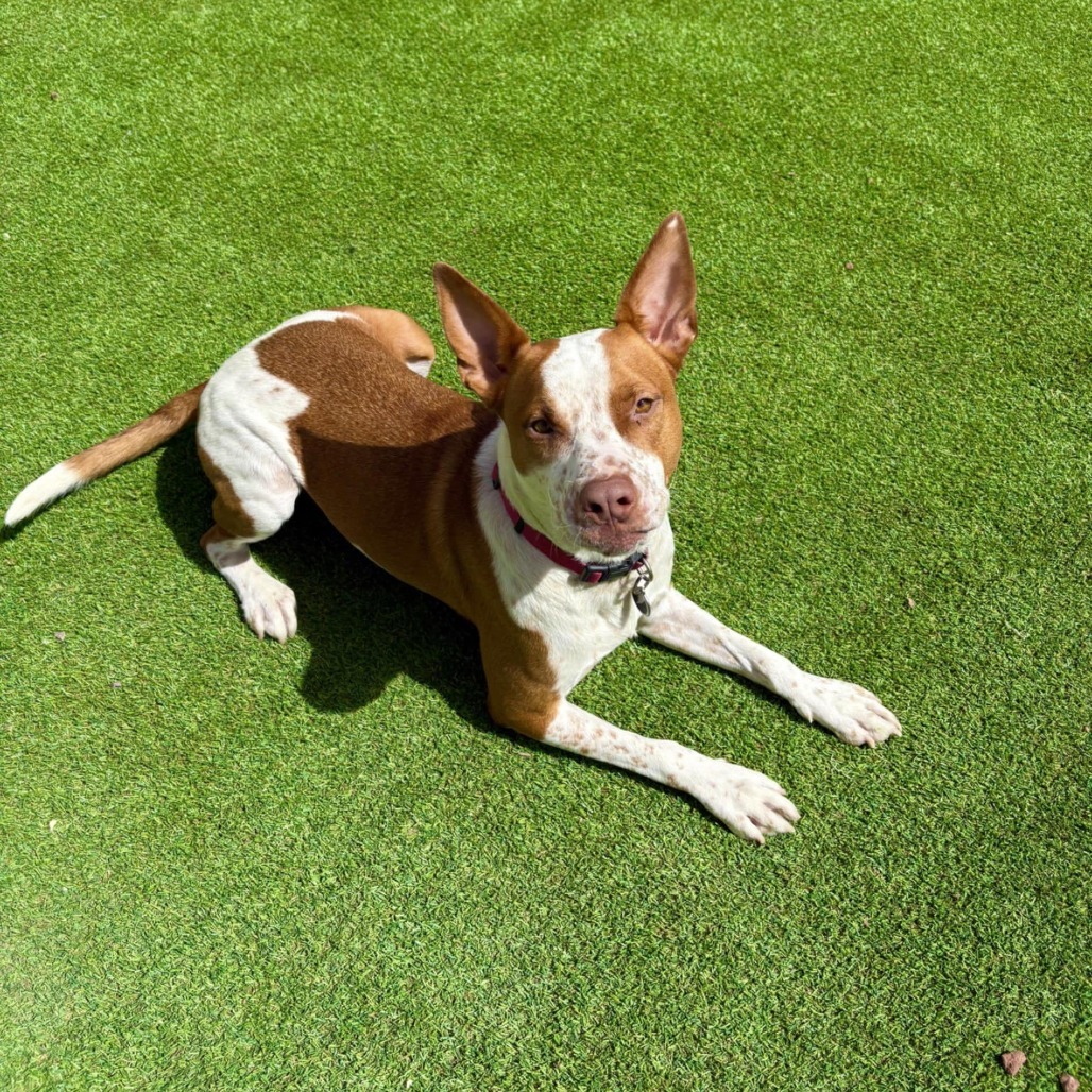 Doug - PAWS