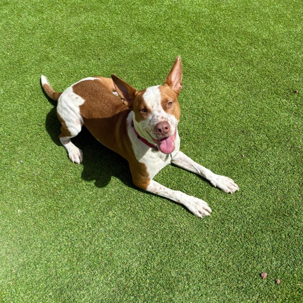 Doug - PAWS, an adoptable Cattle Dog in Las Cruces, NM, 88001 | Photo Image 4