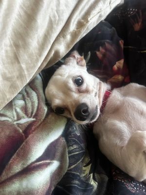 LADY GAGA - 10 years 9lbs Chi Mix Spayed Please Note This dog will do best in a home in