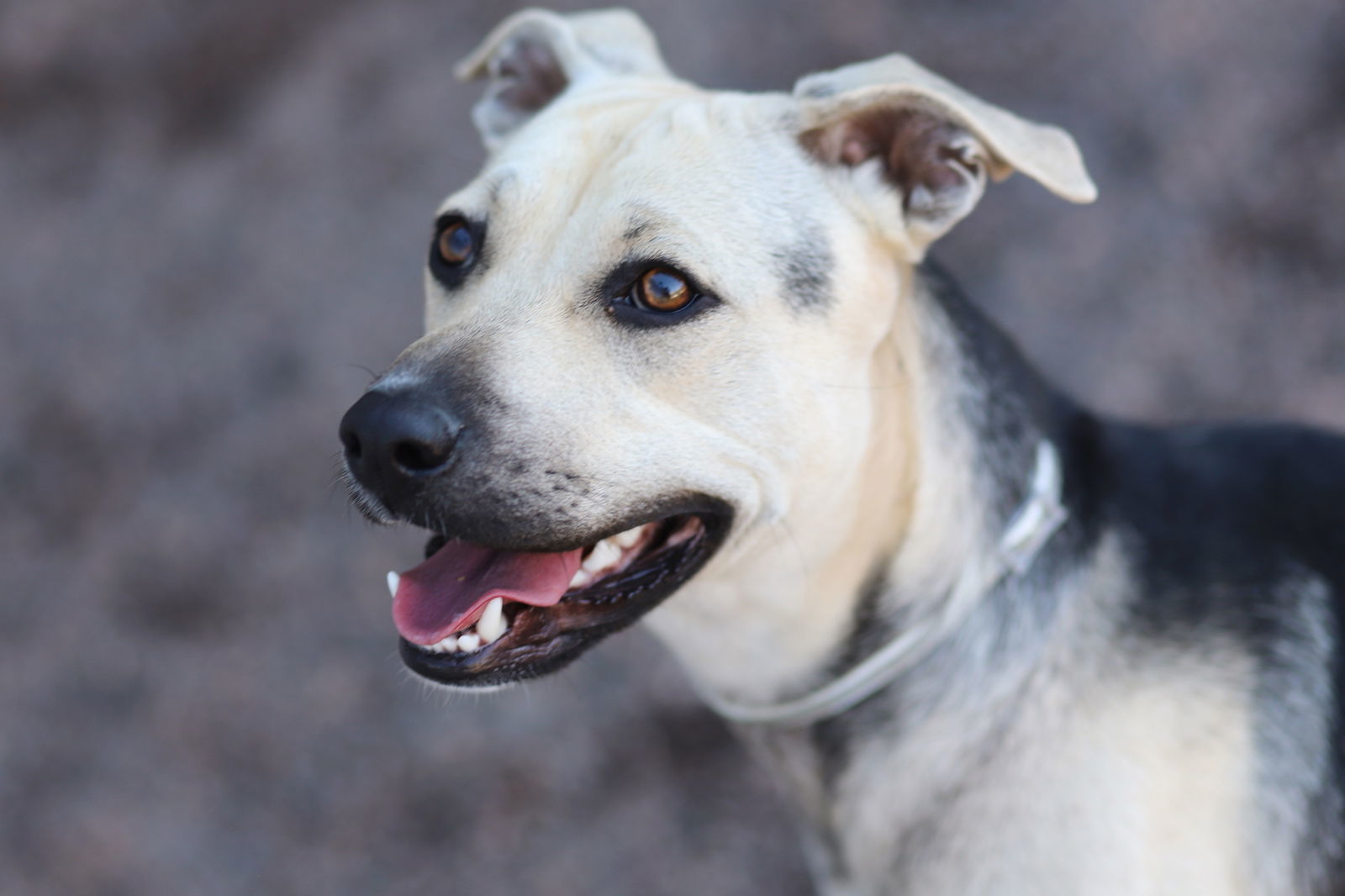 Hollie, an adoptable Shepherd in Webster, WI, 54893 | Photo Image 1