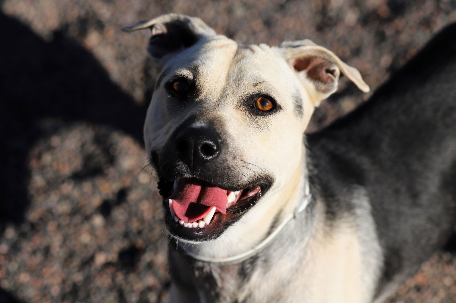 Hollie, an adoptable Shepherd in Webster, WI, 54893 | Photo Image 2