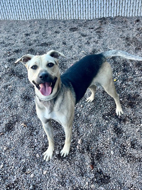 Hollie, an adoptable Shepherd in Webster, WI, 54893 | Photo Image 3