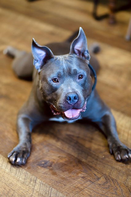Dog for adoption Archie, an American Bulldog Mix in ster, WI