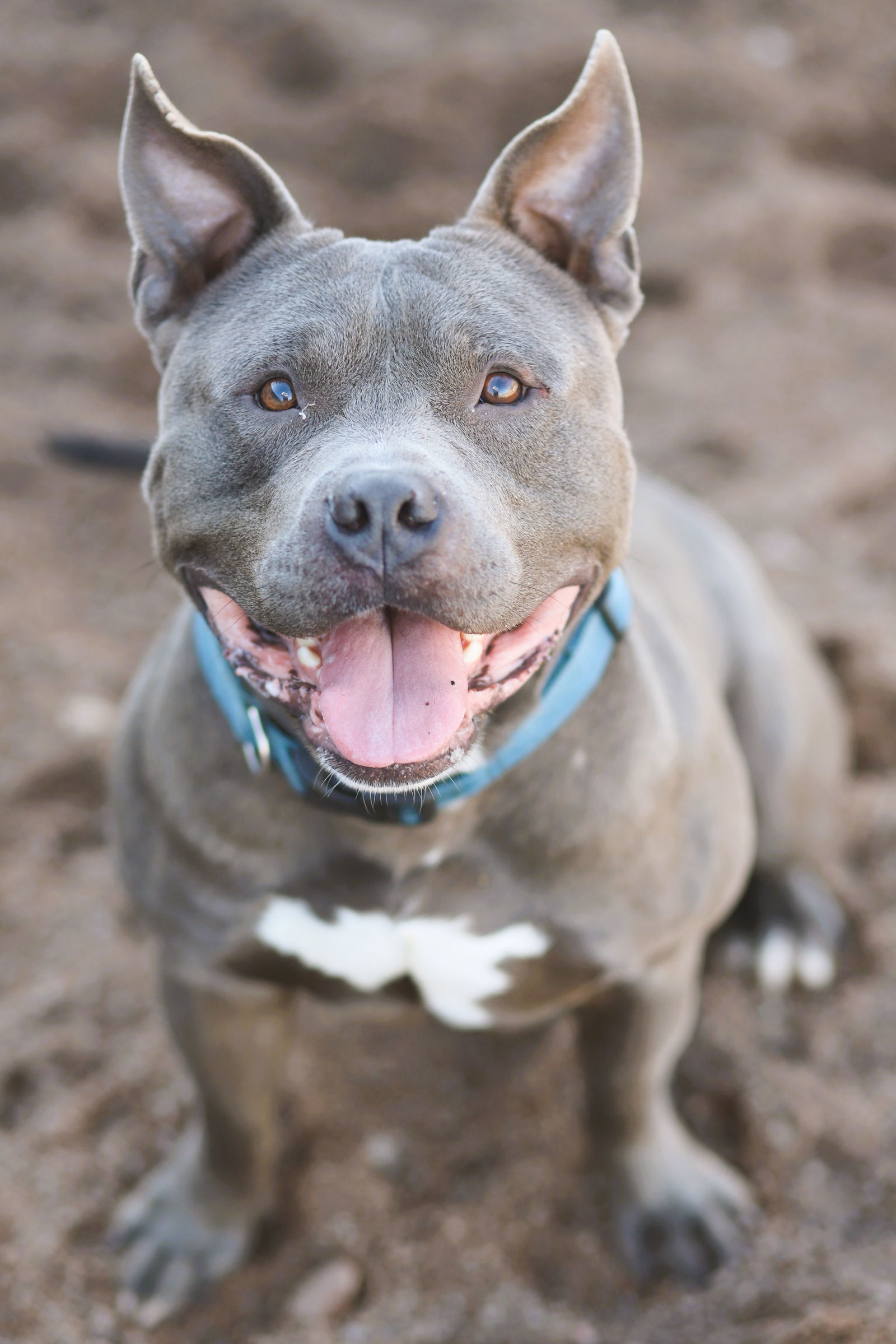 Archie, an adoptable American Bulldog in Webster, WI, 54893 | Photo Image 1