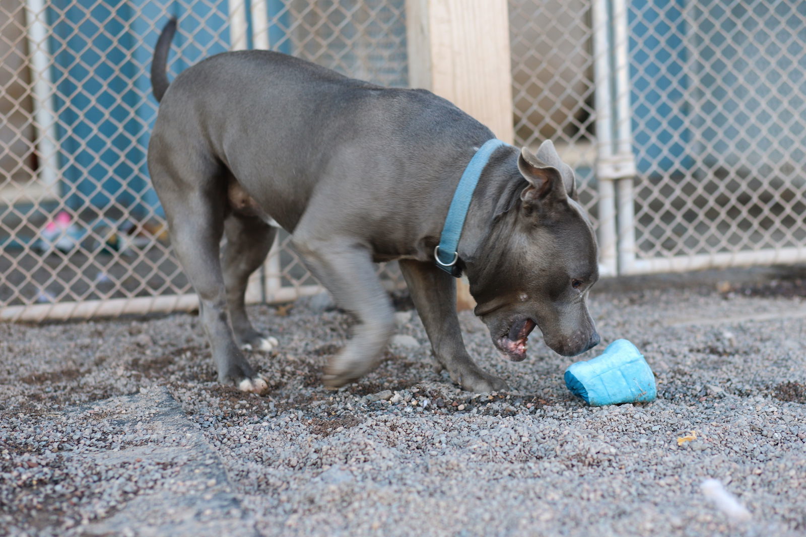 Archie, an adoptable American Bulldog in Webster, WI, 54893 | Photo Image 2