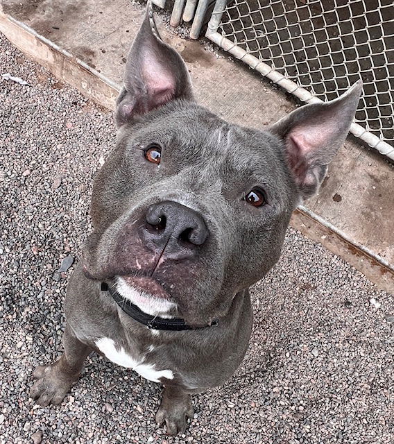 Archie, an adoptable American Bulldog in Webster, WI, 54893 | Photo Image 2