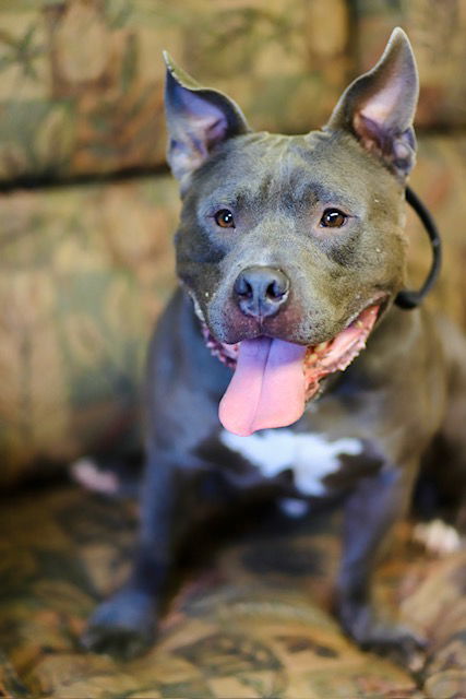 Dog for adoption Archie, an American Bulldog Mix in ster, WI