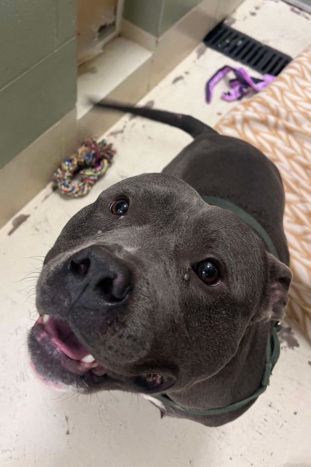 Archie, an adoptable American Bulldog in Webster, WI, 54893 | Photo Image 3