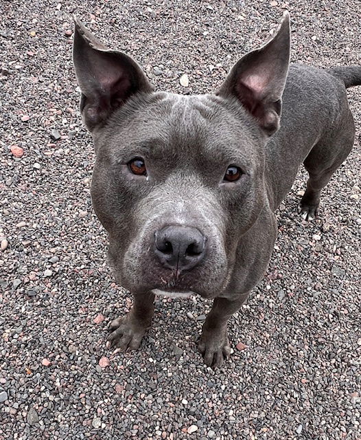 Archie, an adoptable American Bulldog in Webster, WI, 54893 | Photo Image 3