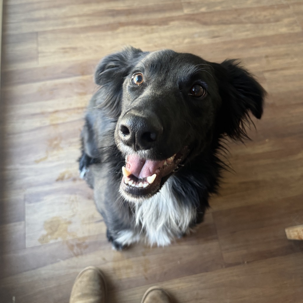 Bear, an adoptable Border Collie, Mixed Breed in Bend, OR, 97702 | Photo Image 1
