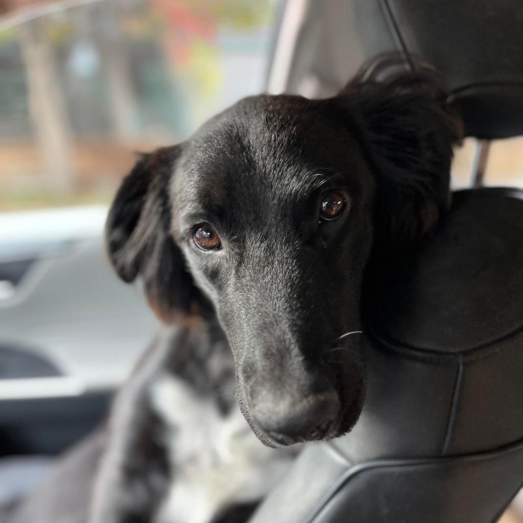 Bear, an adoptable Border Collie, Mixed Breed in Bend, OR, 97702 | Photo Image 2