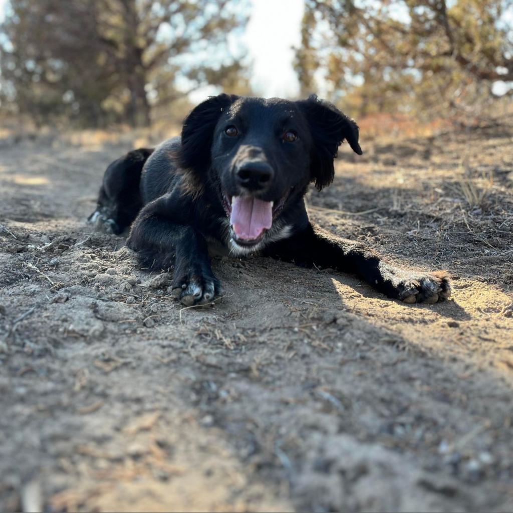 Bear, an adoptable Border Collie, Mixed Breed in Bend, OR, 97702 | Photo Image 3