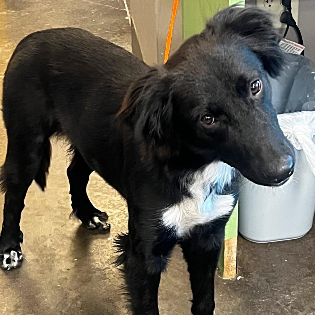 Bear, an adoptable Border Collie, Mixed Breed in Bend, OR, 97702 | Photo Image 5