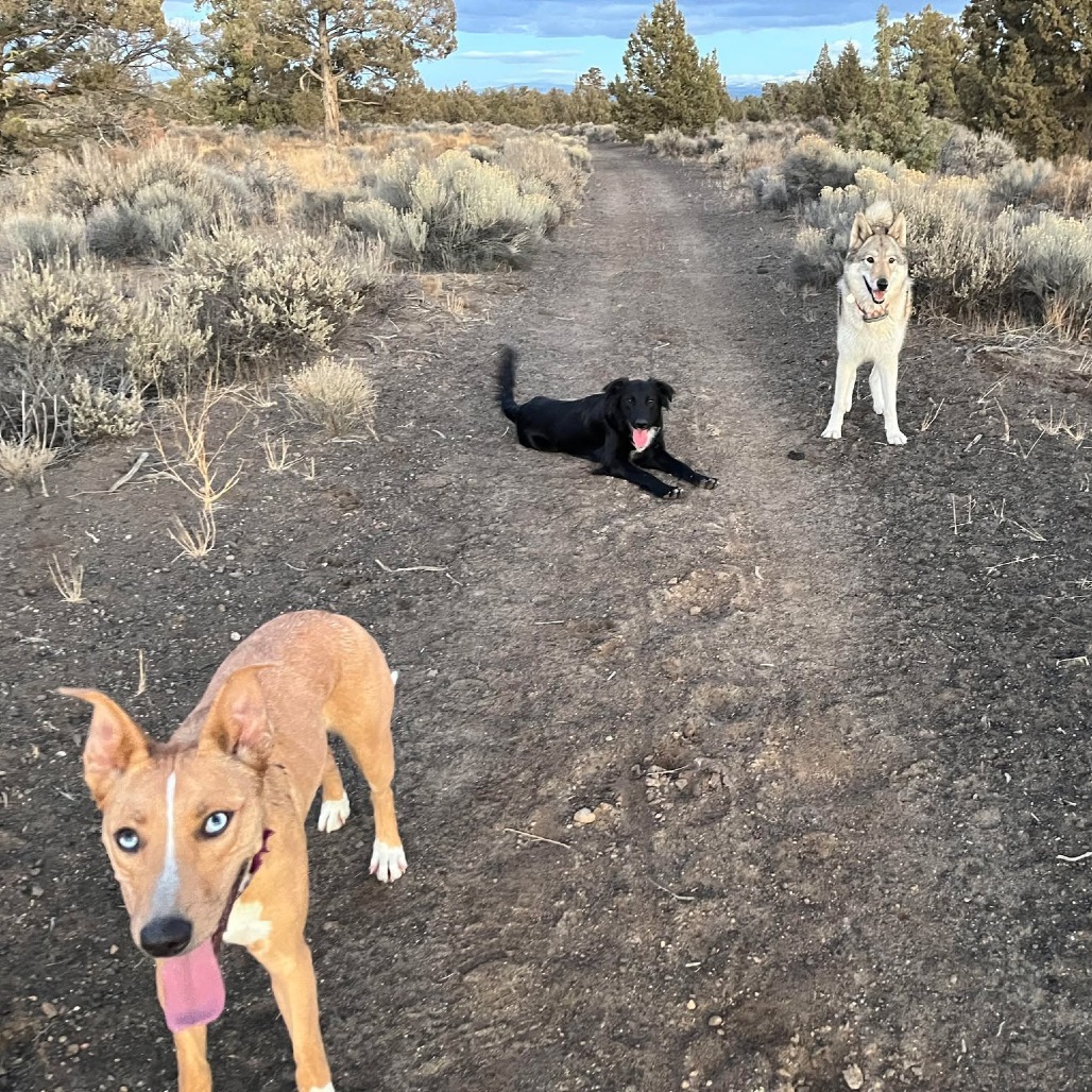 Bear, an adoptable Border Collie, Mixed Breed in Bend, OR, 97702 | Photo Image 6