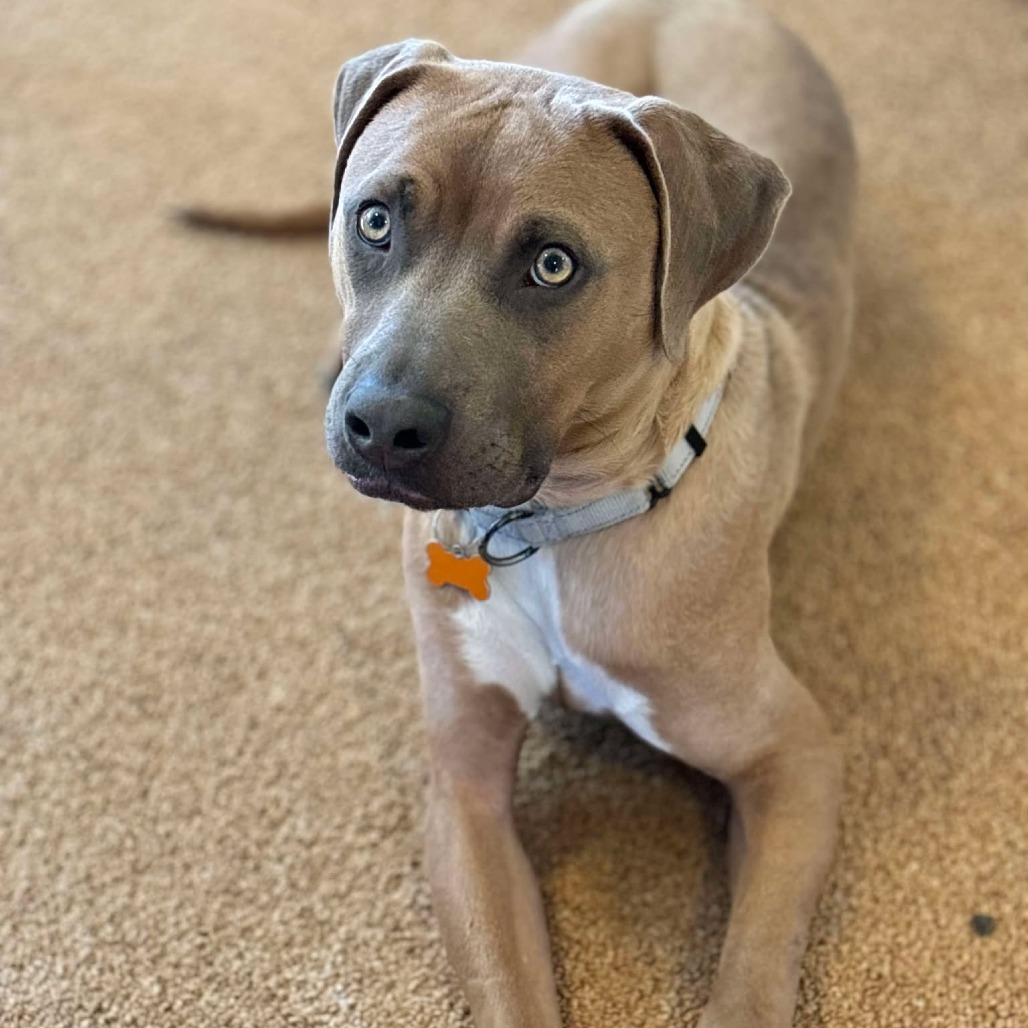 Boomer, an adoptable Hound, Mixed Breed in Bend, OR, 97702 | Photo Image 1