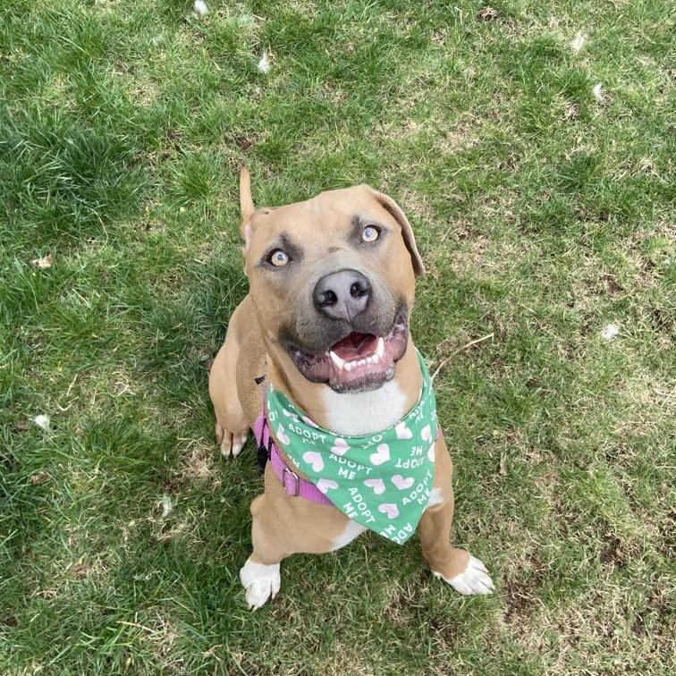Boomer, an adoptable Hound, Mixed Breed in Bend, OR, 97702 | Photo Image 1