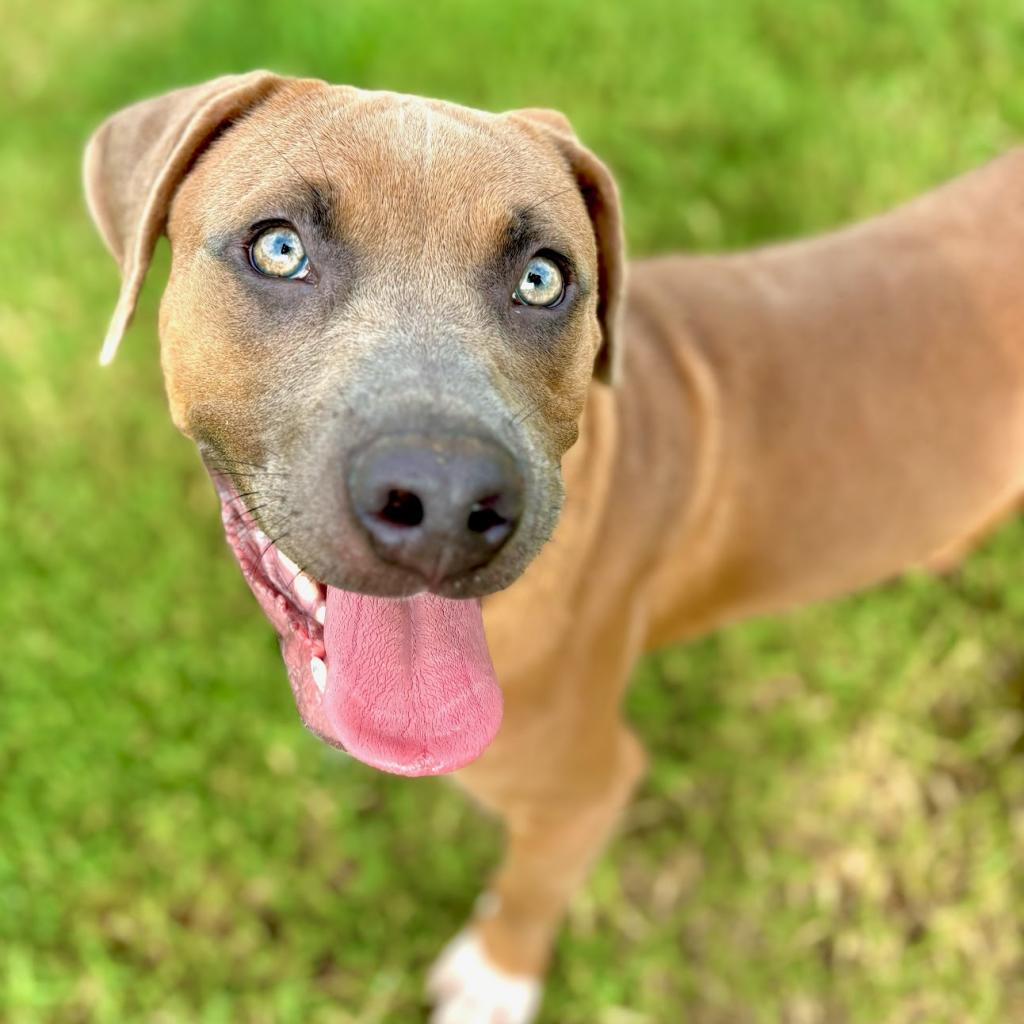 Boomer, an adoptable Hound, Mixed Breed in Bend, OR, 97702 | Photo Image 2